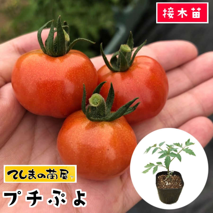 【てしまの苗】 ミニトマト苗 CFプチぷよ 断根接木苗 9cmポット 野菜苗 培土 種