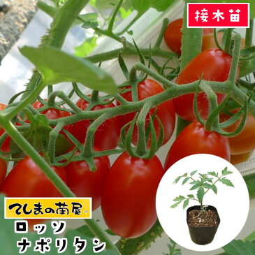 【てしまの苗】　ミニトマト苗　ロッソナポリタン　断根接木苗　9cmポット　野菜苗　プチトマト 【人気】