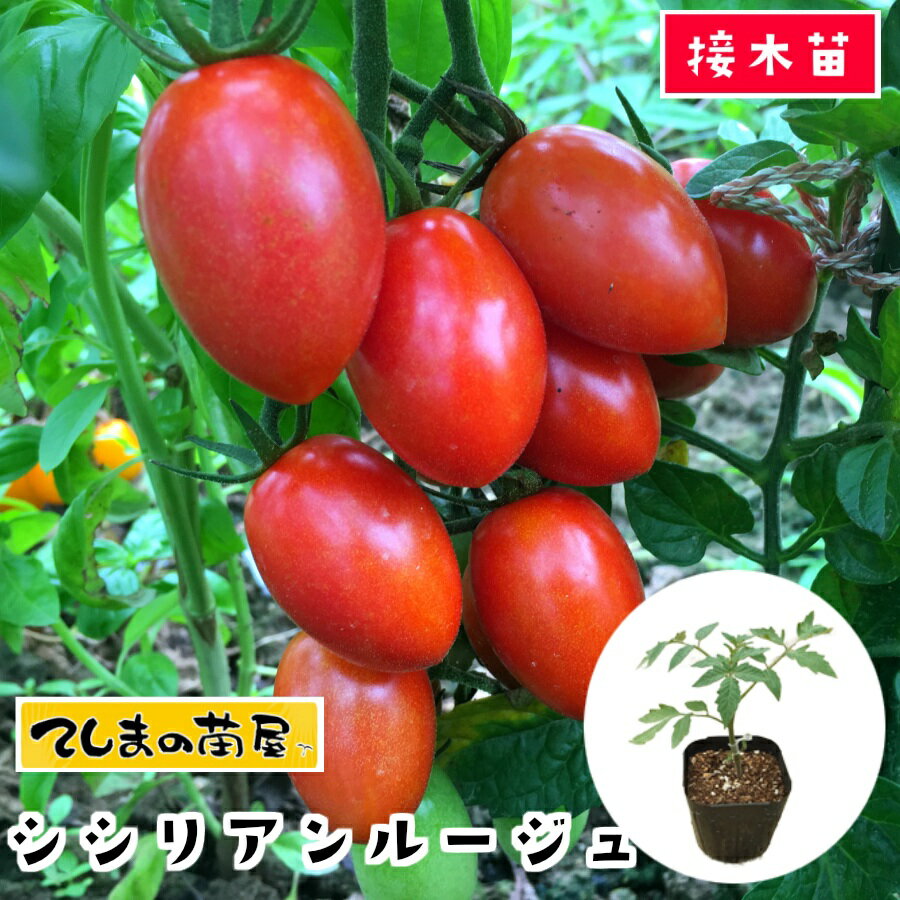 【てしまの苗】 ミニトマト苗 シシリアンルージュ断根接木苗 9cmポット 野菜苗 培土 種