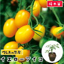 【てしまの苗】 ミニトマト苗 イエローアイコ 断根接木苗 9cmポット 野菜苗 培土 種