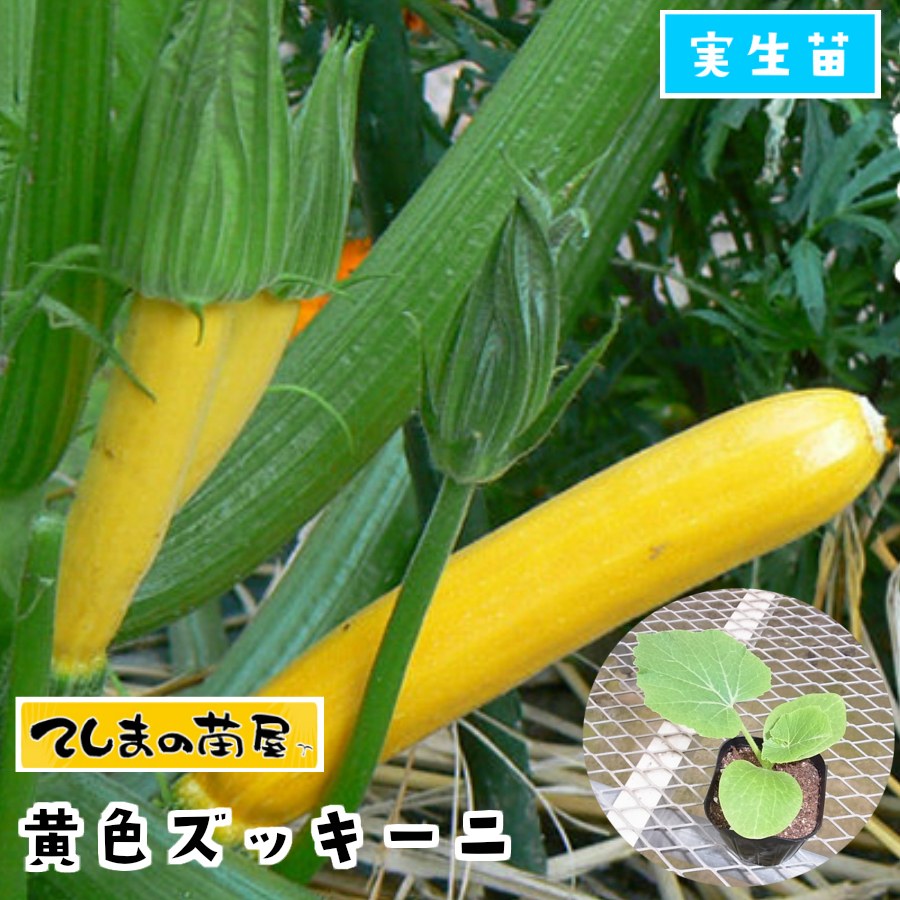 【てしまの苗】 ズッキーニ苗 黄色ズッキーニ 実生苗 9cmポット 野菜苗 培土 種
