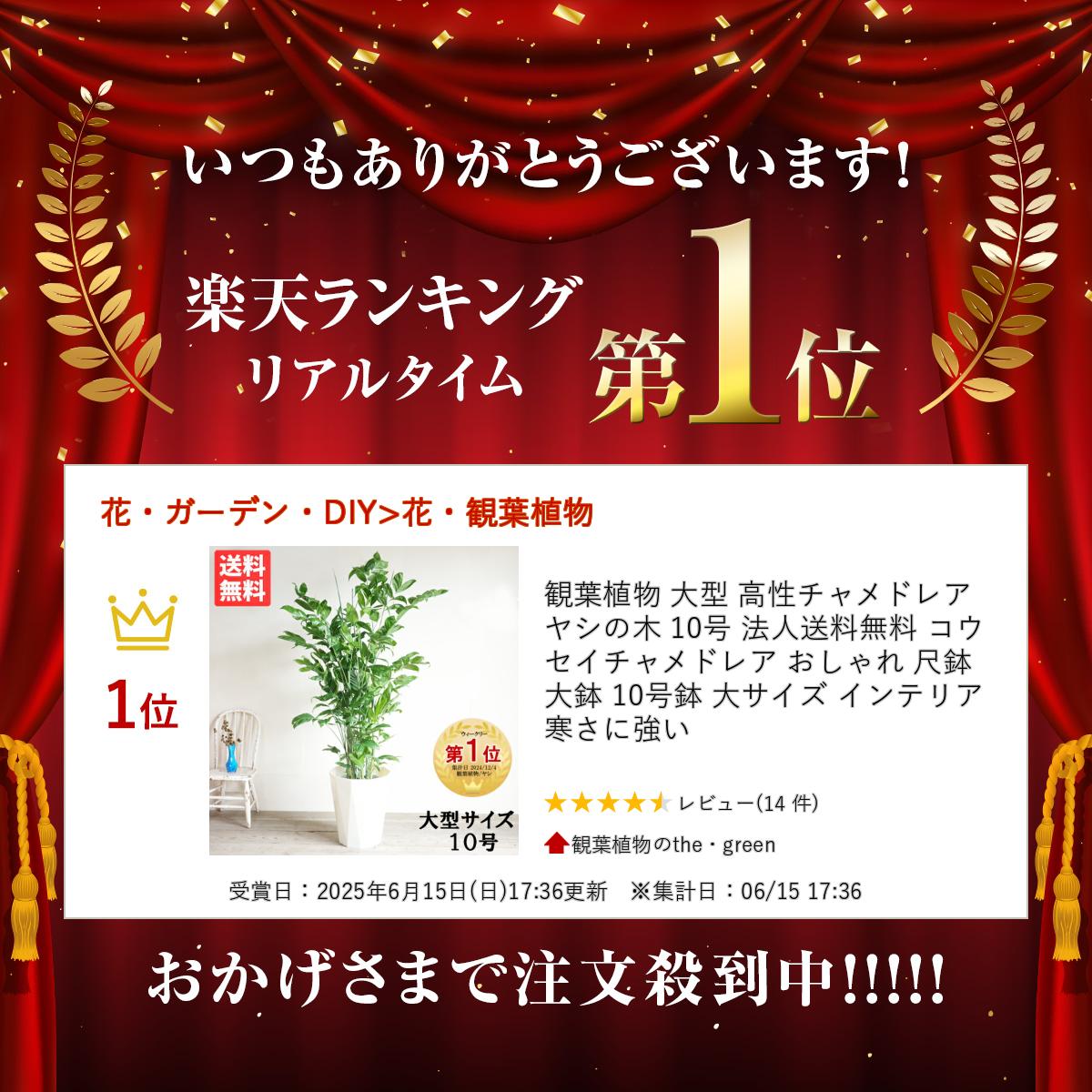 観葉植物 大型 高性チャメドレア ヤシの木 10号 法人送料無料 コウセイチャメドレ...