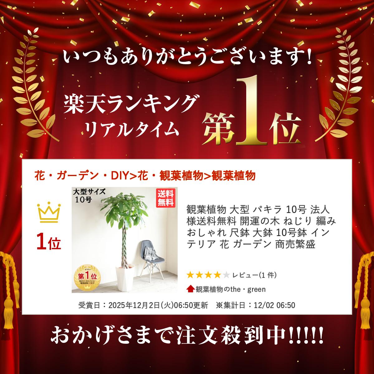 観葉植物 大型 パキラ 10号 法人様送料無料 開運の木 ねじり 編み おしゃれ 尺鉢 ...