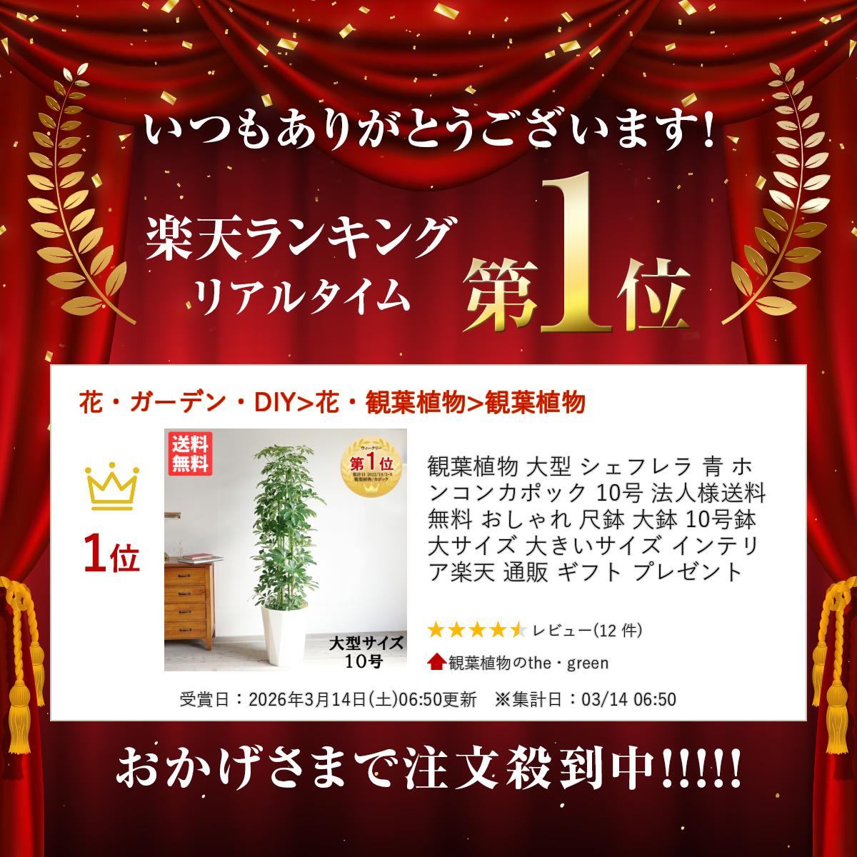 観葉植物 大型 シェフレラ 青 ホンコンカポック 10号 法人様送料無料 おしゃれ 尺...