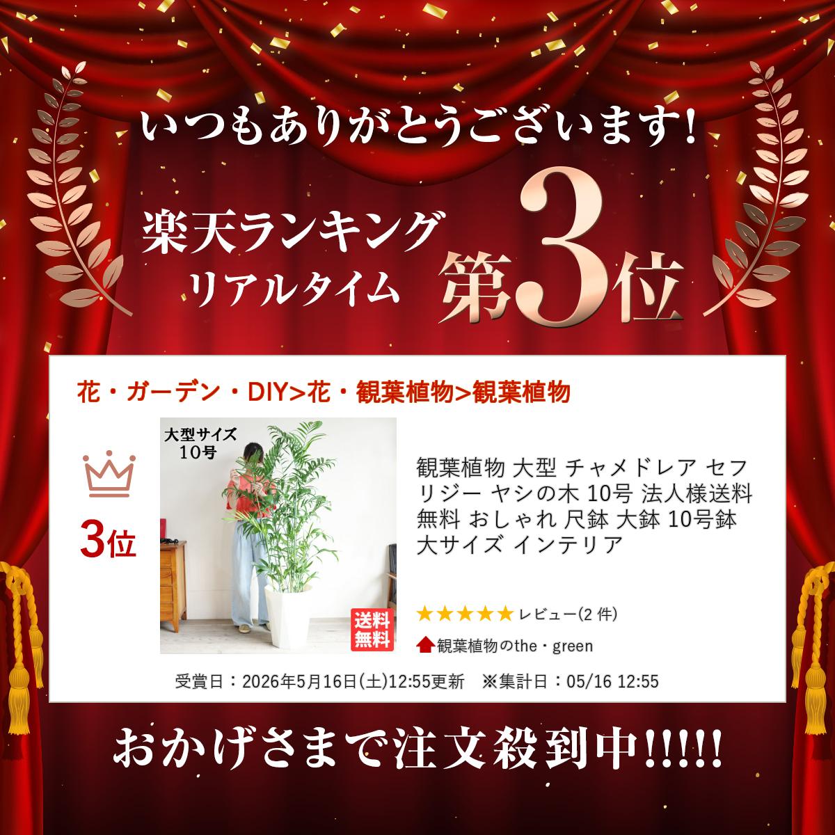 観葉植物 大型 チャメドレア セフリジー ヤシの木 10号 法人様送料無料 おしゃれ ...