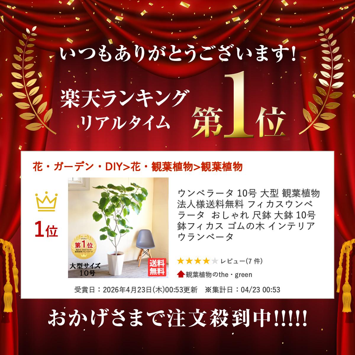 ウンベラータ 10号 大型 観葉植物 法人様送料無料 フィカスウンベラータ おしゃれ ...