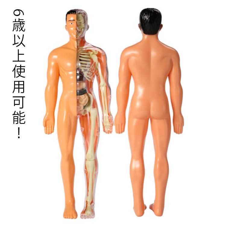 内臓模型 28.5cm 知育玩具 内臓 人体模型 子供用可能 人体モデル 6歳以上 人体解剖 模型 女性 男性 子供 キッズ 胴体解剖モデル 人体 内臓人体模型 ミニ トルソー 標本 教材 実験 骸骨 骨格 骨 胴体解剖モデル 模型