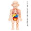 知育玩具 子供用可能 男性 23.5cm 模型 人体解剖 3歳以上 キッズ 女性 人体模型 人体モデル内臓 ミニ ..