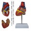 弁 心臓模型 バイパス付 心臓 心臓 実物大 右心房 左心房 人体模型 左心室 右心室 心臓モデル 研究 目 心臓 模型 解剖 模型 診察 実習生 看護 教材 送料無料