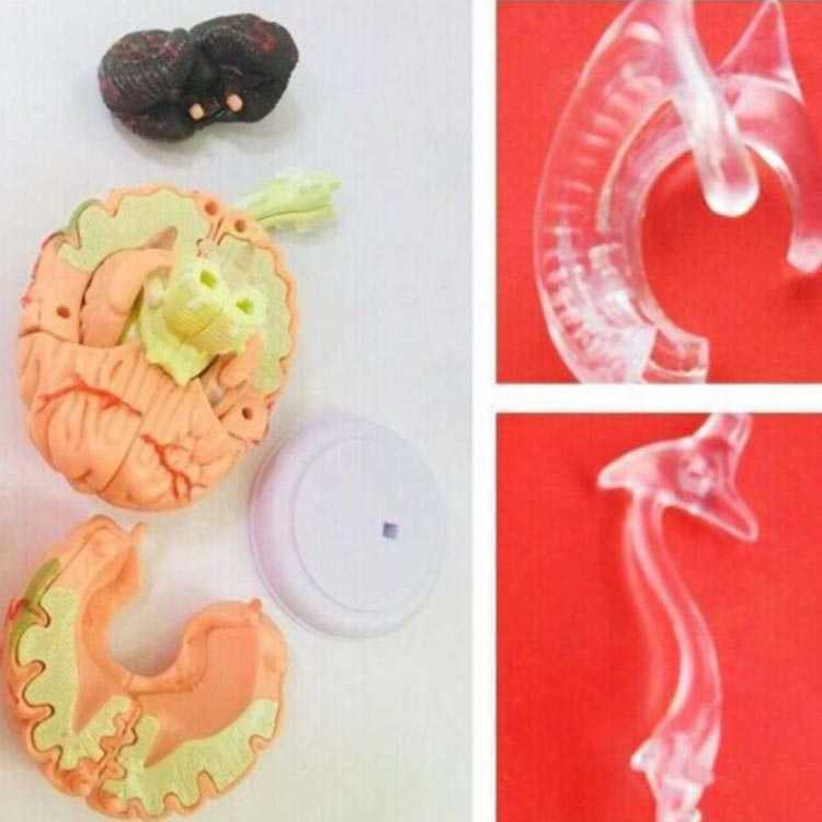 脳モデル 模型 学習 人体模型 断面図 脳みそ 脳解剖模型 断面 頭蓋骨 大脳 脳模型 ...
