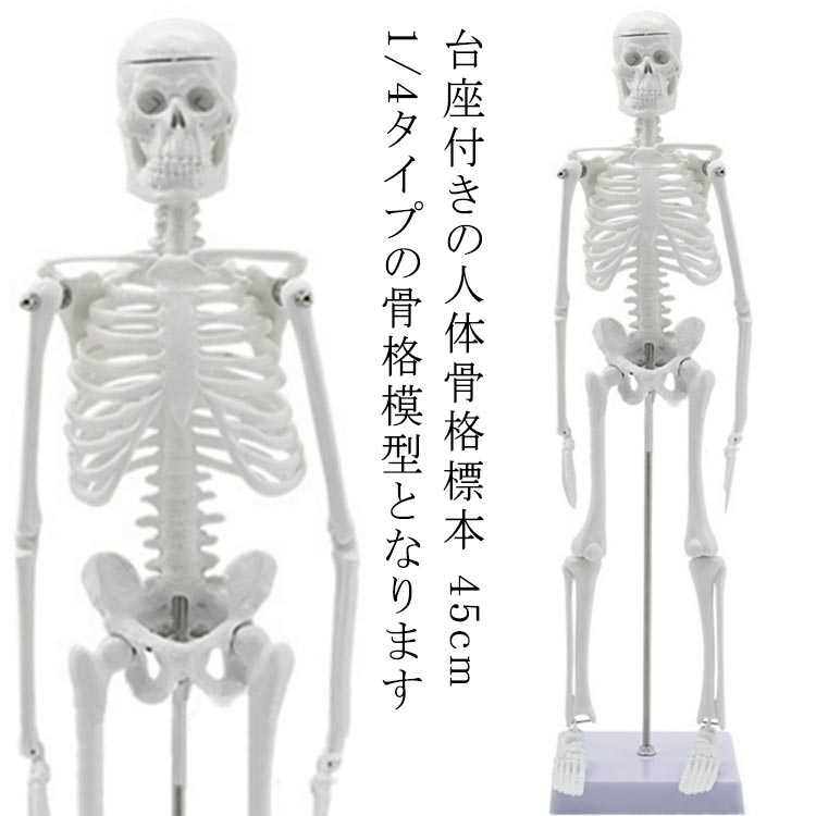 人体模型 教材 人体骨格模型 稼動 スタンド 模型 45cm 直立 45cm ホワイト モデル 骨 骨格 骸骨 1/4 フィギュア 全身骨格模型 人体模型おもちゃ 骨格標本