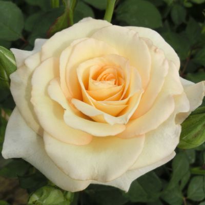 11ܡ缡 फľ  Х 2ǯ 4 ե󥺥 Floribunda Roses E1019 ...
