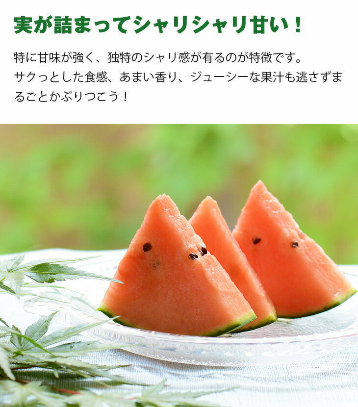 【送料無料】熊本県産 熊本すいか 2Lサイズ 1玉【国産 熊本 熊本産 スイカ すいか Lサイズ お中元 西瓜 高級 プレゼント 夏 スイカ割り 海 プレミアム 特別 高級 ギフト 贈り物 贈答 フルーツ お取り寄せ うまい 果物】