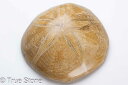 カシパンウニ ウニ化石 ウニ 114g 古代のウニが化石化 白亜紀 1億2千万年-5300万年前
