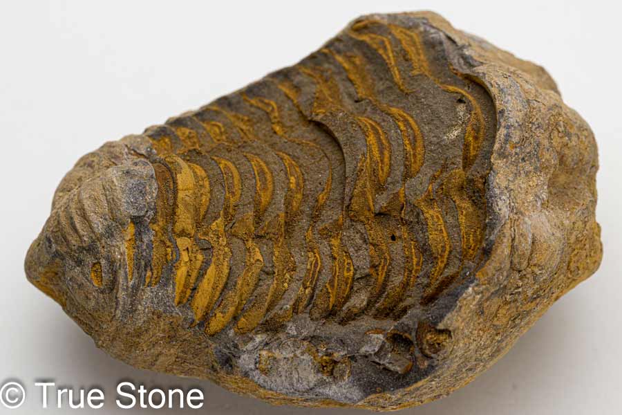 三葉虫 フレキシカリメネ ノジュール ポジ ネ...の紹介画像2