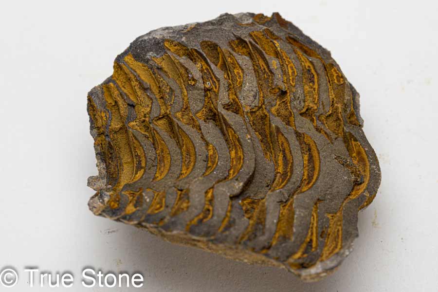 三葉虫 フレキシカリメネ ノジュール ポジ ネ...の紹介画像3