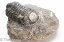 三葉虫 ファコプス 114g 化石 モロッコ 古世代デボン紀 4億1000万-3億6700万年