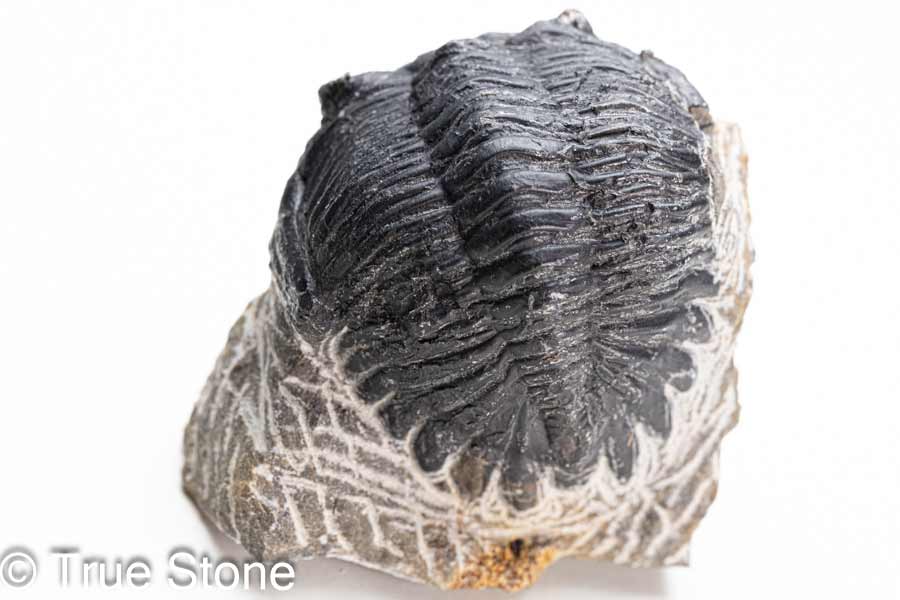 モロッコ産三葉虫アステロピゲです。 頭頂部の一本角が少しモッコリ残っていてフリルも確認出来ます。 【お写真に写っている商品を発送致します】 産地　モロッコ 年代　古世代デボン紀 4億1000万-3億6700万年 縦　約44mm 横　約46mm 厚さ　約33mm 重量　約104g 化石 情報 ブログ True Stone 天然石の真実