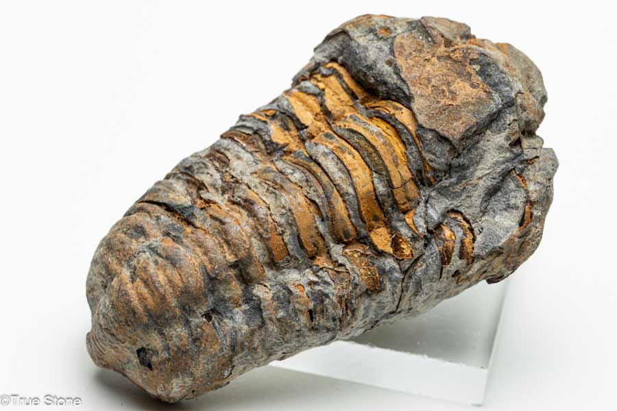 ����ʪ ¸�ߴ�ȴ�� ������ ������ ����å� �ɥ饢��ë �����奪��ɥӥ��� ��4��ǯ�ʾ����β���