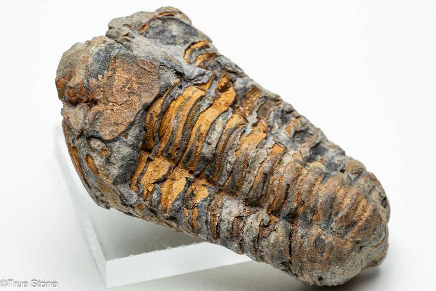 一点物 存在感抜群 カリメネ 三葉虫 モロッコ...の紹介画像2