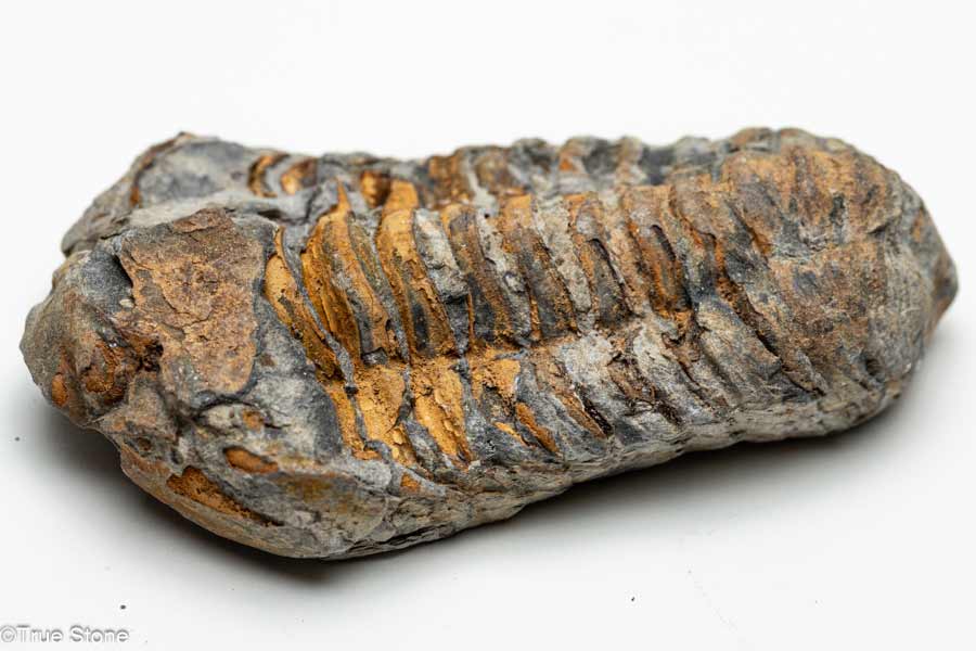 ����ʪ ¸�ߴ�ȴ�� ������ ������ ����å� �ɥ饢��ë �����奪��ɥӥ��� ��4��ǯ�ʾ����β���