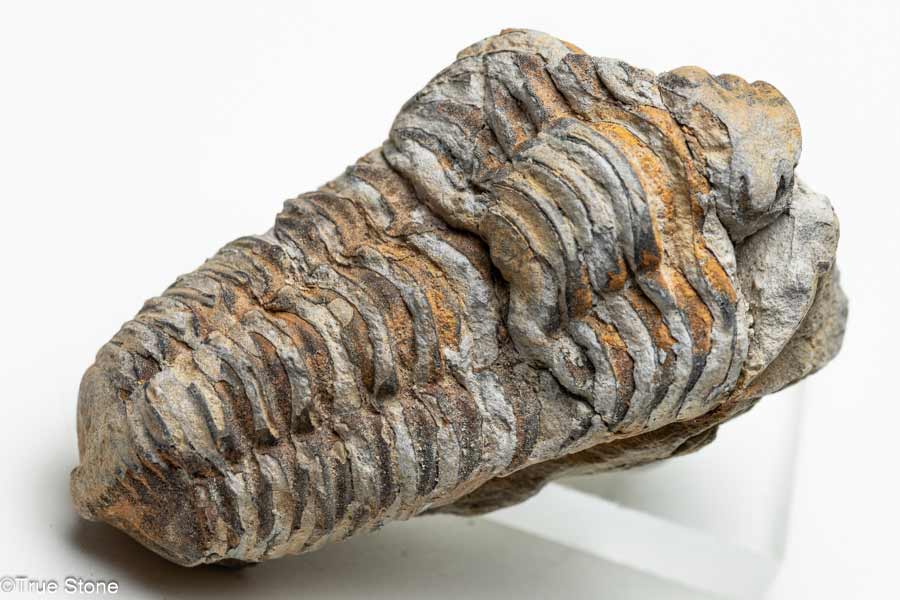 一点物 存在感抜群 カリメネ 三葉虫 モロッコ ドラア渓谷 古生代オルドビス紀 約4億年以上前の化石