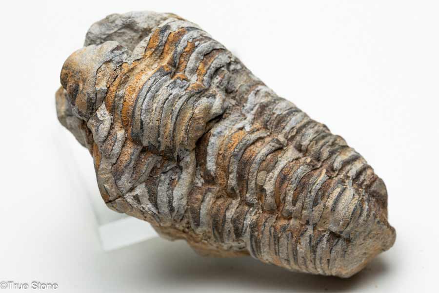 一点物 存在感抜群 カリメネ 三葉虫 モロッコ...の紹介画像2