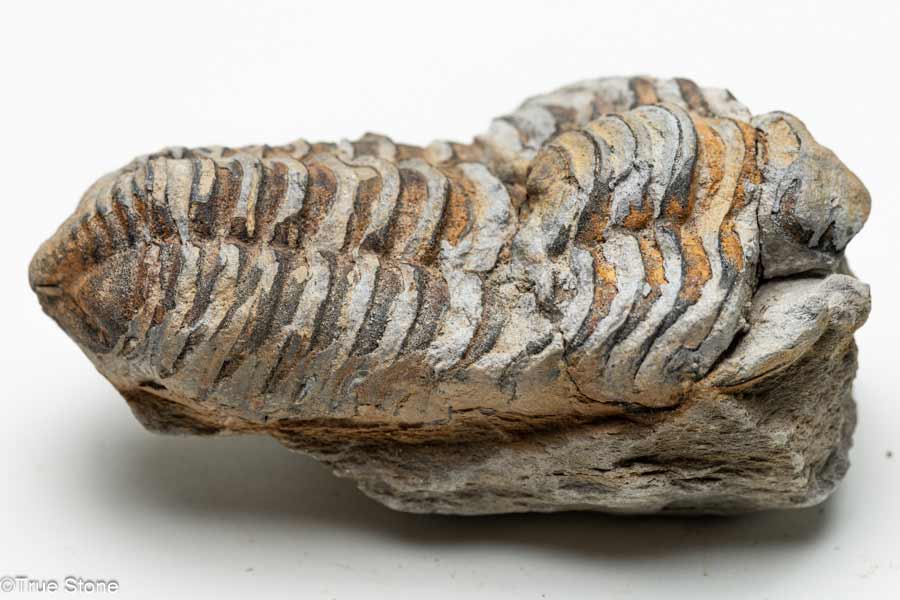 ����ʪ ¸�ߴ�ȴ�� ������ ������ ����å� �ɥ饢��ë �����奪��ɥӥ��� ��4��ǯ�ʾ����β���