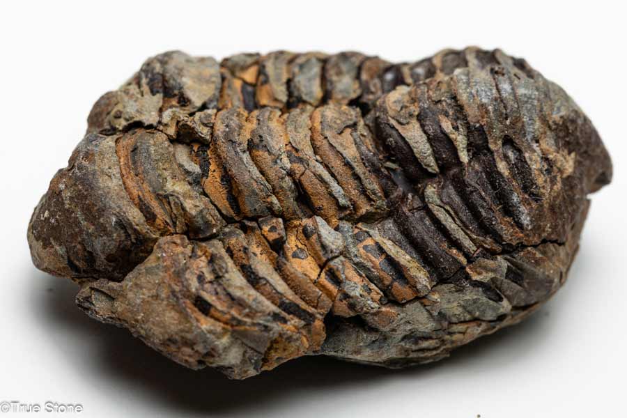 ����ʪ ¸�ߴ�ȴ�� ������ ������ ����å� �ɥ饢��ë �����奪��ɥӥ��� ��4��ǯ�ʾ����β���