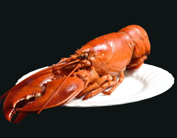 海老 エビ えび 天然オマールエビ ボイル済 特大2Lサイズ(400〜450g) 冷凍