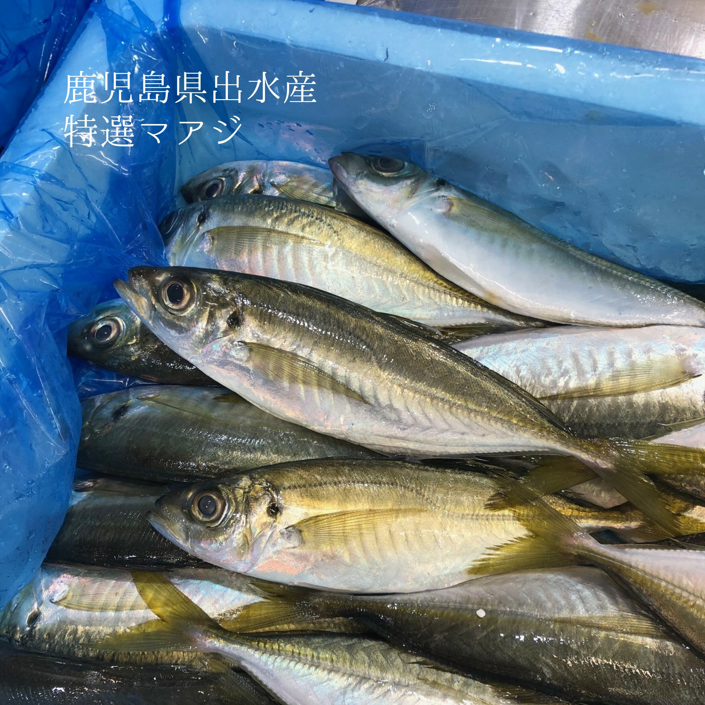 店長コメント最高級のアジと称される鹿児島県出水産の100gサイズの釣りアジです。 綺麗な黄色を帯びた丸っとした鯵です。上品な脂がのっており、身質も抜群に良い。刺身はもちろん寿司ネタとしても大変美味しいです。 是非お試し下さい！内容量4尾（1尾100-120gサイズ）産地鹿児島県出水入荷頻度（目安） 〇：週に何回も入荷 △：週に数回の入荷 ×：数週間に1回程の入荷△：入荷が少なく。入荷次第の発送となりますので、予めご了承ください。下処理生の丸一本のため、鱗を引き内臓などの掃除をし、おろす必要があります。養殖/天然天然保存方法冷蔵保管賞味期限ナマ物なのでできるだけ早くお召し上がり下さいシーズン春～夏