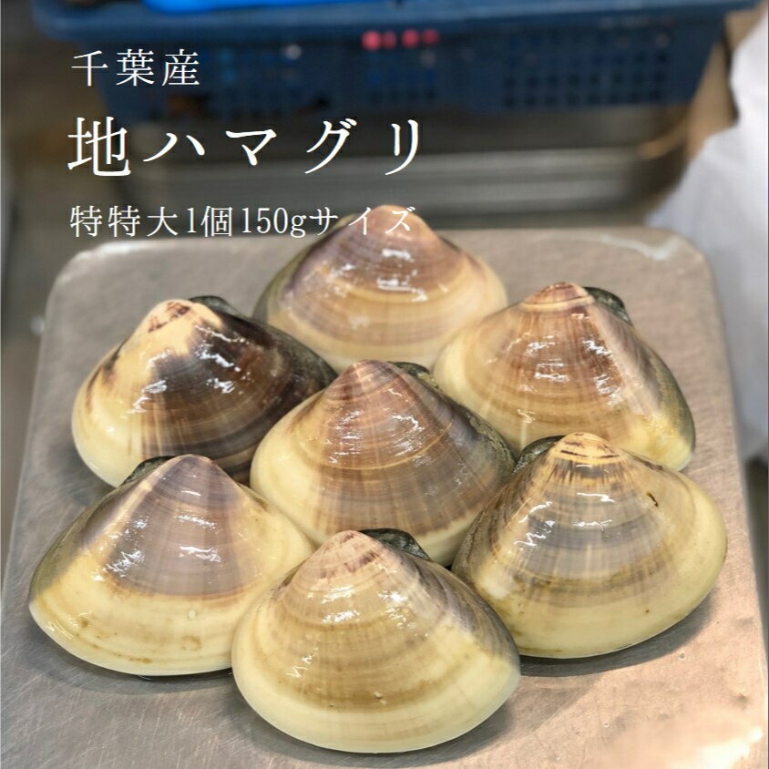 天然 地はまぐり 生（活け）特特大サイズ 約1kg（6-7個入/1個約150g） 千葉産 BBQには最適！出汁の旨味が違う！ ギフト［豊洲直送］地ハマグリ 地蛤　バーベキュー 海鮮 BBQ お歳暮 御歳暮【地ハマ150gx1K】 冷蔵のサムネイル