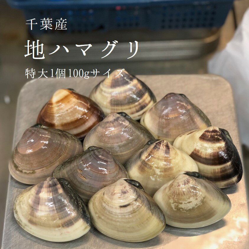 天然 地はまぐり 生（活け）特大サイズ（約100-120g/個）約1kg 千葉産 BBQには最適！出汁の旨味が違う！ ギフト［豊洲直送］地ハマグリ 地蛤　バーベキュー 海鮮 BBQ お歳暮 御歳暮【地ハマ1K】 冷蔵のサムネイル