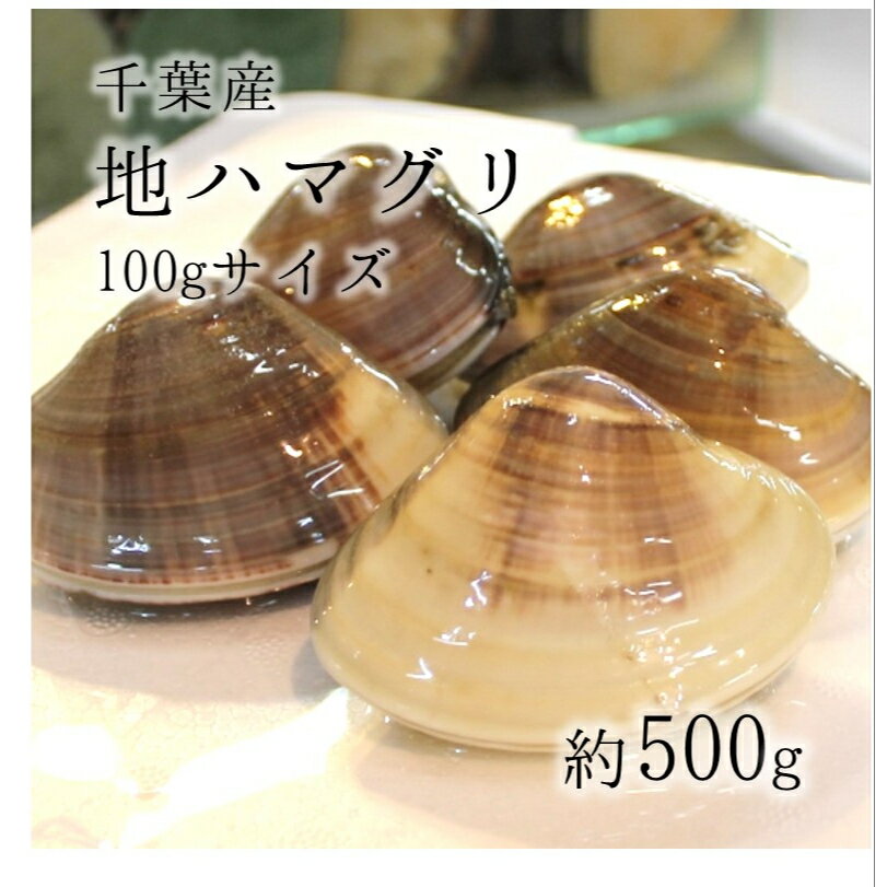 ［鯛の塩焼き同梱用］高級地ハマグリ（千葉産）500g（4-6個） 蛤 お吸い物用 豊洲直送 【地ハマ0.5K】 冷蔵