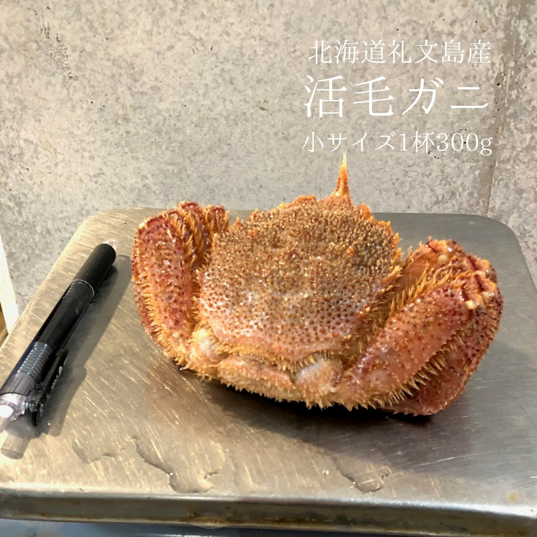 活 毛ガニ 北海道礼文島産 小サイズ 2杯（1杯約200-300g）［豊洲直送］贈答 グルメ 鮮魚  ...