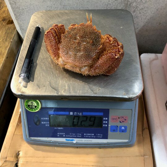 活 毛ガニ 北海道礼文島産 小サイズ 2杯（1杯約200-300g）［豊洲直送］贈答 グルメ 鮮魚 毛蟹【活毛ガニ200gx2杯】 冷蔵 3