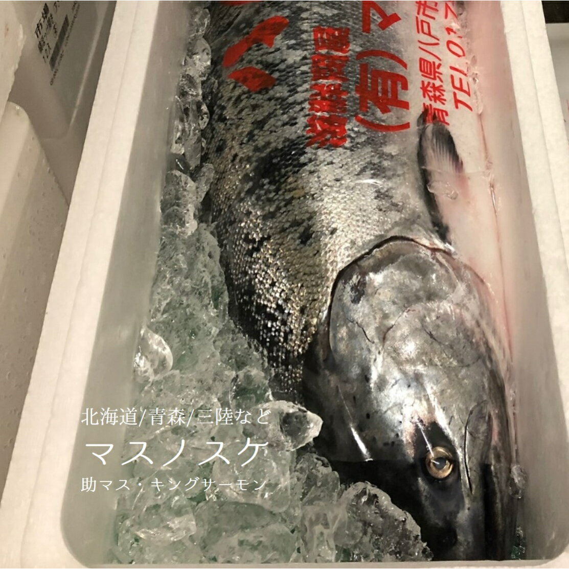 マスノスケ 生 鱒之介 1尾5-6kg 北海道 青森 三陸など ...