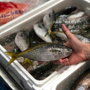 タカベ 鰖 大~特大サイズ 約500g-1kg(1尾約150/250g)式根島・神津島・高知県など【タカベ】冷蔵 豊洲直送