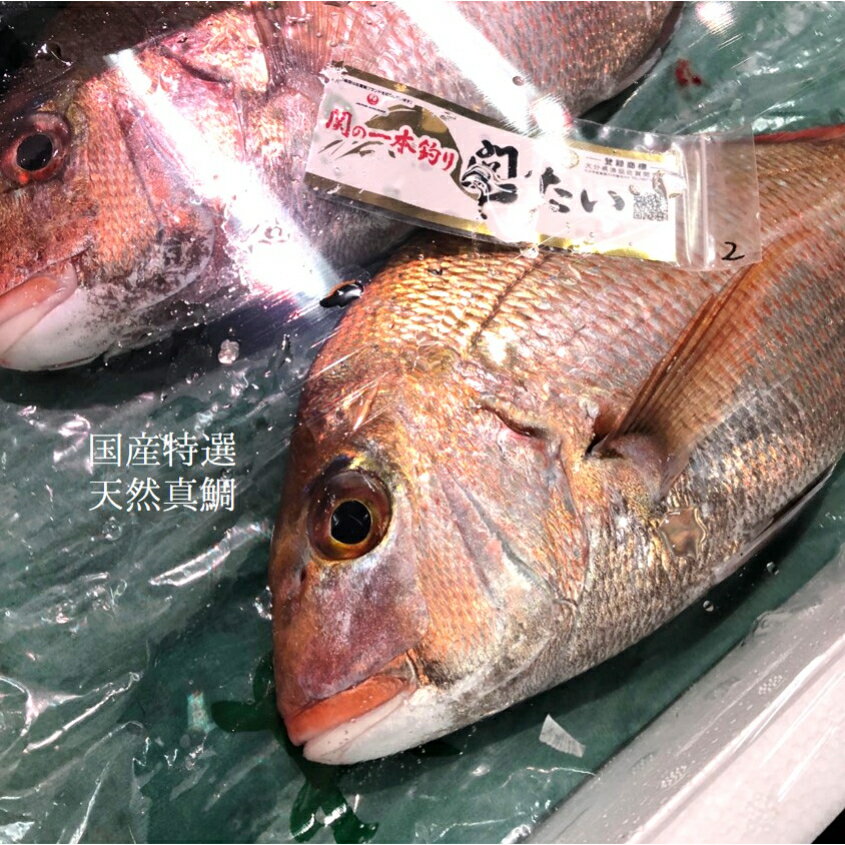 内容量1尾（1-1.5kg）産地国産（鹿児島県・愛知県・三重県・淡路島など）養殖/天然天然保存方法冷蔵保存賞味期限ナマ物ですので、ならべく早くお召し上がり下さい。きちんとラップして冷蔵保管しておけば、3〜5日程度は問題ありません。下処理基本丸一本での提供ですが、三枚おろしも対応可能ですので、ご購入の際にご選択ください入荷頻度〇：春と秋の時期は特に入荷が多いですシーズン年間通して提供されますが、春と秋は身が厚くなり、味がのります春の天然真鯛は桜鯛と呼ばれ、今がおススメ！天然の真鯛は春に向けて身に厚みが増し、上品な脂がのってきます。 今まさに旬で大変おススメです。産卵を控え、餌を沢山食べ、身が太り、美味しくなります。産地は様々で鹿児島出水、淡路島、大分豊後水道、愛知師崎、千葉鴨川などから入ってきます。 下処理：三枚におろした後は軽く塩をするのがおススメ天然マダイの豊かな味わいを引き出すのに欠かせないのが、塩による脱水のひと手間です。三枚におろし、バットに軽く塩をし、身の方にも軽く塩をします（本当に軽くです）。常温で15分程度待ち、水分が浮いてきます。水分をとる事で臭みもとれると言われており、それらをペーパーでしっかりとふき取り、冷蔵庫で保管します。この一塩が旨味が強くし、またもちも良くなります。 ＊三枚オロシも承っておりますので、ご選択してください。レシピ：やっぱりお刺身まずは刺身がおススメです。繊細で香り豊かな味わいは、お醤油も美味しいですが、塩とスダチがおススメ。好みの別れるところですが、鮮度が良いと身がプリプリして香りが強く、爽やかな味わい。一方で少し寝かせる（2-3日）と身が柔らかくなり、旨味がより強くなり、深い味わいになります。両方好きですが、個人的には3日目が好きです。程良い歯ごたえに旨味と香りのバランスが一番良い気がします。 洋風でしたら、皮目をパリパリに焼いたポワレ、アクアパッツァなど。和風でしたら、煮付け、塩焼き、から揚げ、かぶら蒸し、兜煮、アラ汁、鯛茶漬けなど。 中骨と頭からも出汁はでますので、出汁をとって潮汁にしても美味しいです（臭みをとるため、焼いたり、湯霜をした上で使用下さい）。またその出汁で炊き込みご飯をするレシピもネットでみました。美味しそうでした。今の時期の真鯛は、白子もしくは卵（鯛の子）ももってたりします。それらも美味しく食べれますので、ぜひ調理してお召し上がり下さい。 関連商品はこちら特選 天然真鯛 明石産 1尾1〜1.5kgサイ...15,120円活〆真鯛 愛媛産 養殖 約1-1.5kg（豊洲...3,039円