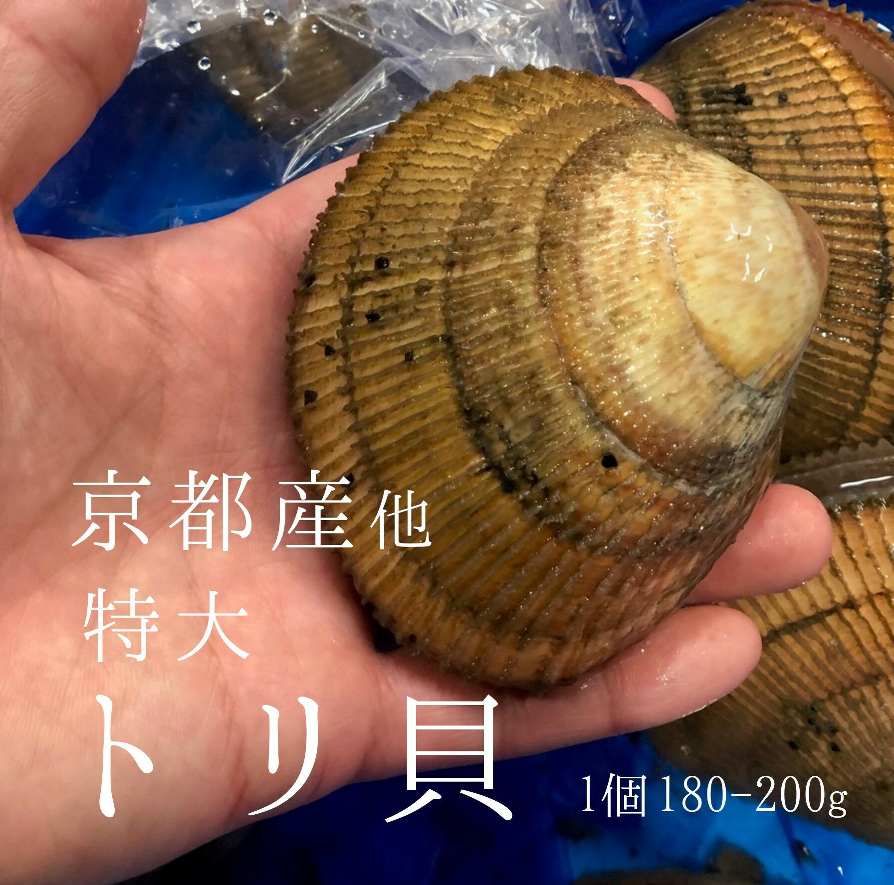 生 殻付き トリ貝 特大サイズ1個150-200g 京都産・石川県・大阪湾産　他 豊洲直送 高級貝類 国産 【カラトリ150-200g…