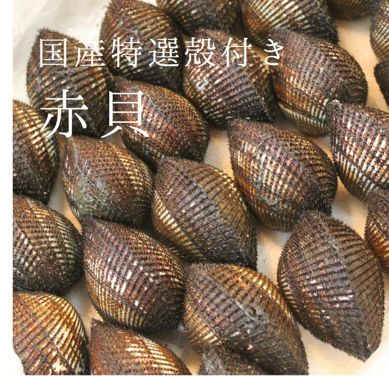 活 特選赤貝 国産（石巻渡波・閖上・岸和田・山口 他） 約100-130g/個 計1kg（約8-10個）豊洲直送 本玉 アカガイ 【国産赤貝1K】 冷蔵