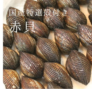 活 特選赤貝 国産（石巻渡波・閖上・岸和田・山口 他） 約100-130g/個 計500g（約4-5個）豊洲直送 本玉 アカガイ 【国産赤貝500g】 冷蔵