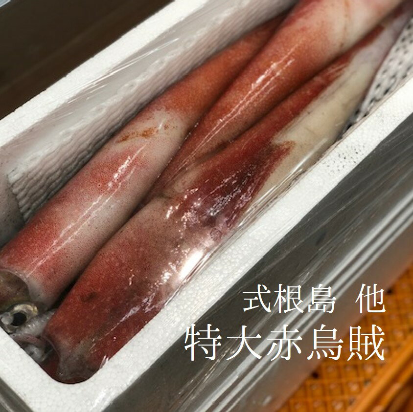 特大アカイカ 赤いか 式根島産 他 1杯800-1kg サイズ【赤イカ700-900gx1】冷蔵 豊洲直送