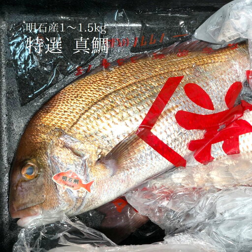 特上 天然真鯛 明石産 1尾1〜1.5kgサイズ 【明石マダイ1-1.5K】冷蔵 豊洲直送 特上 天然真鯛 明石産 1尾1〜1.5kgサイズ 【明石マダイ1-1.5K】冷蔵 豊洲直送