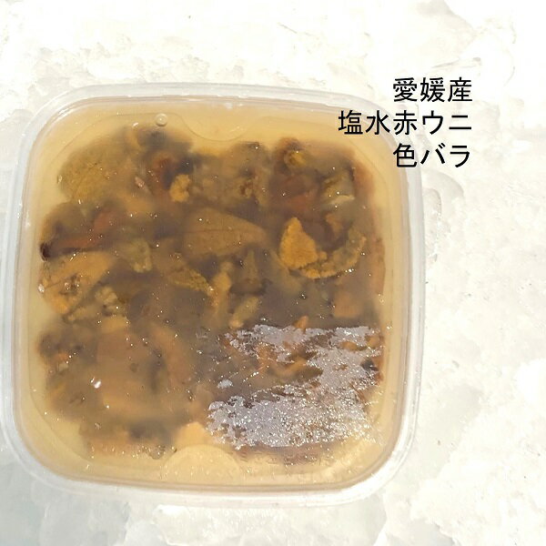 塩水赤ウニ 瀬戸内海産 (愛媛北部海域 他）80g 【塩水赤ウニBx1】冷蔵 豊洲直送 塩水ウニのサムネイル