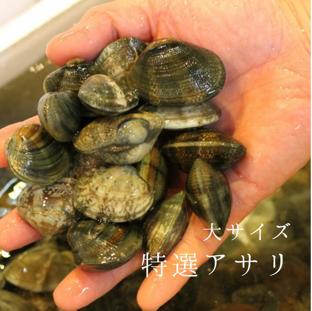 特選アサリ 国産（浜名湖・三重・熊本 他）500g　豊洲直送 大サイズ あさり 浅利【特選アサリ500g】 冷蔵