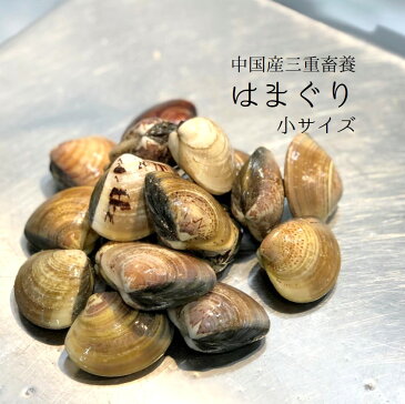 畜養はまぐり 小サイズ　500g(1個30gサイズ）15-17個 ハマグリ 蛤【畜養ハマグリ500g（30g）】冷蔵