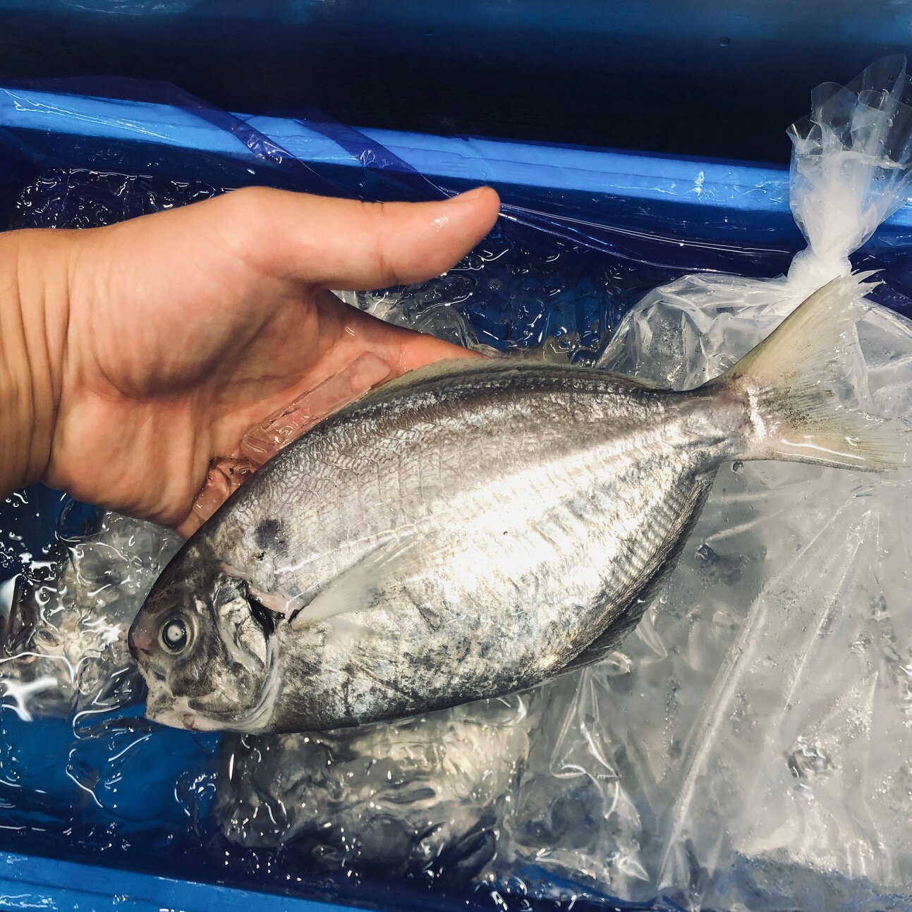 ���ܥ��� ���ջ� ¾ ��/�祵������1����200-300g��1�����ڥ��ܥ���1kg����¢ ���ܥ���