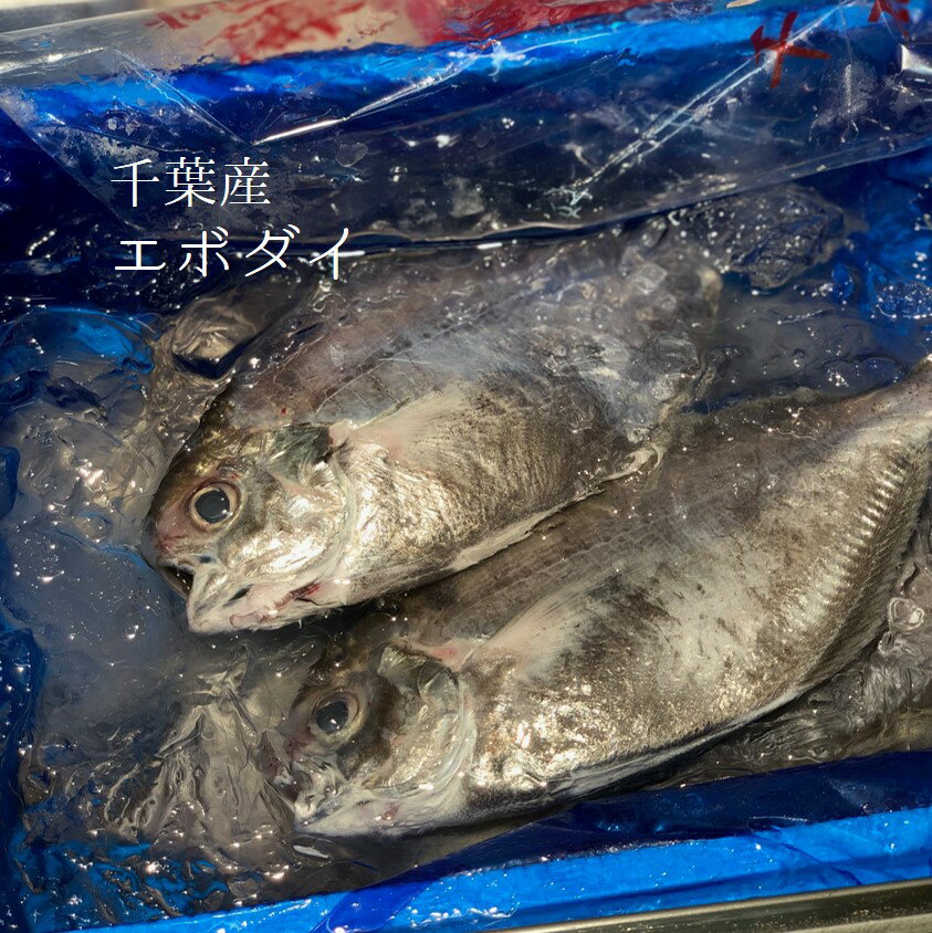 エボダイ 千葉産 他 中/大サイズ（1尾約200-300g）1キロ【エボダイ1kg】冷蔵 イボダイ