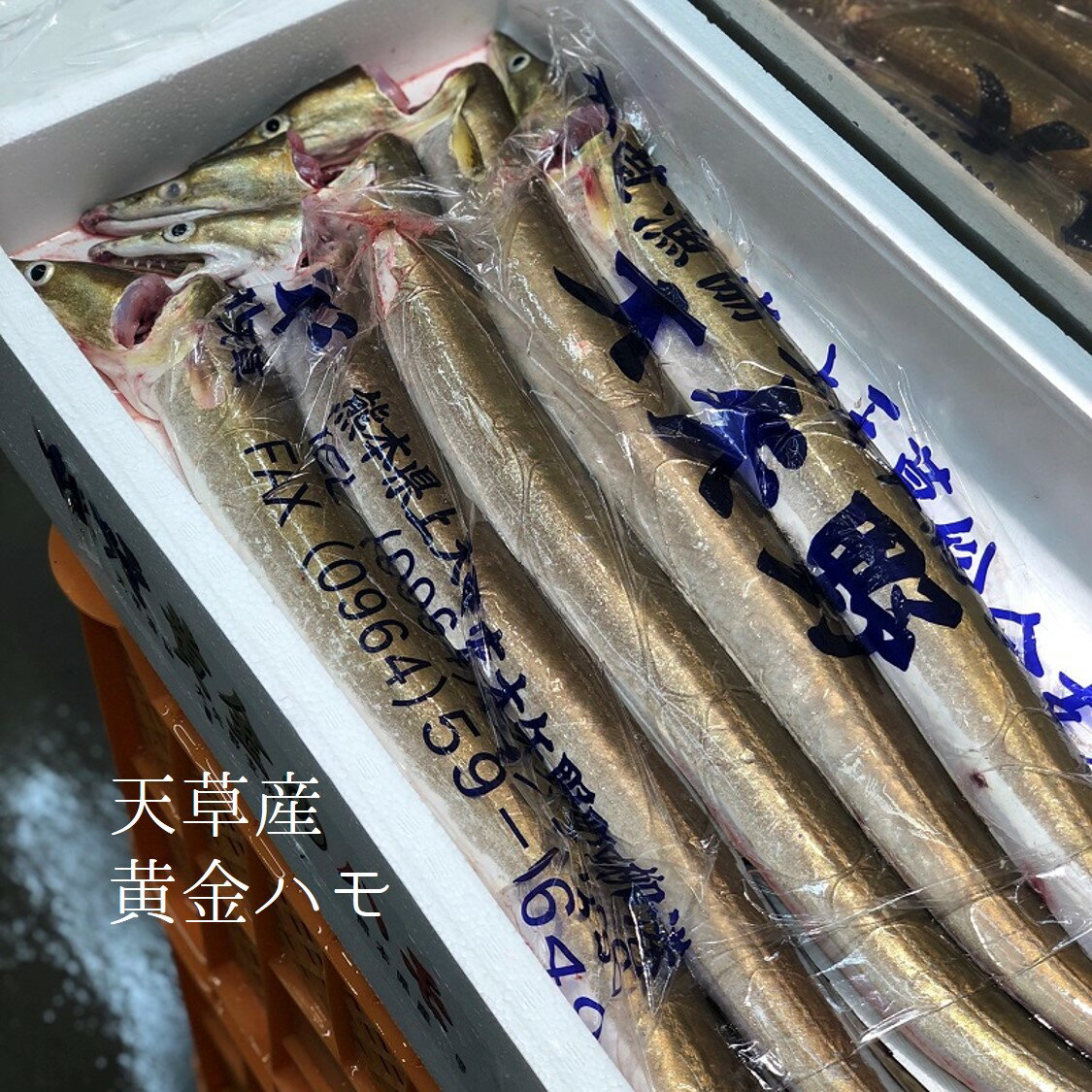 黄金ハモ 天草 熊本 1尾800-900g 豊洲直送【黄金鱧800/...